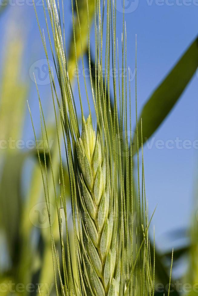 cereais. fechar-se foto