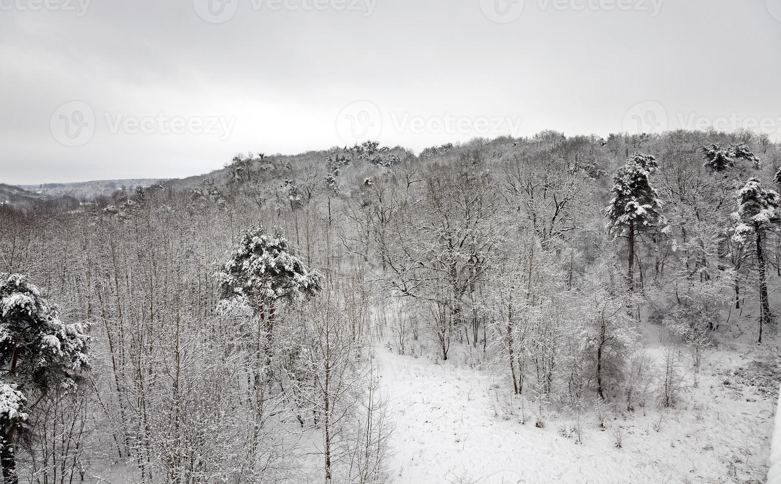 floresta de inverno - as árvores que crescem no parque em uma temporada de inverno. a foto é tirada de uma altura