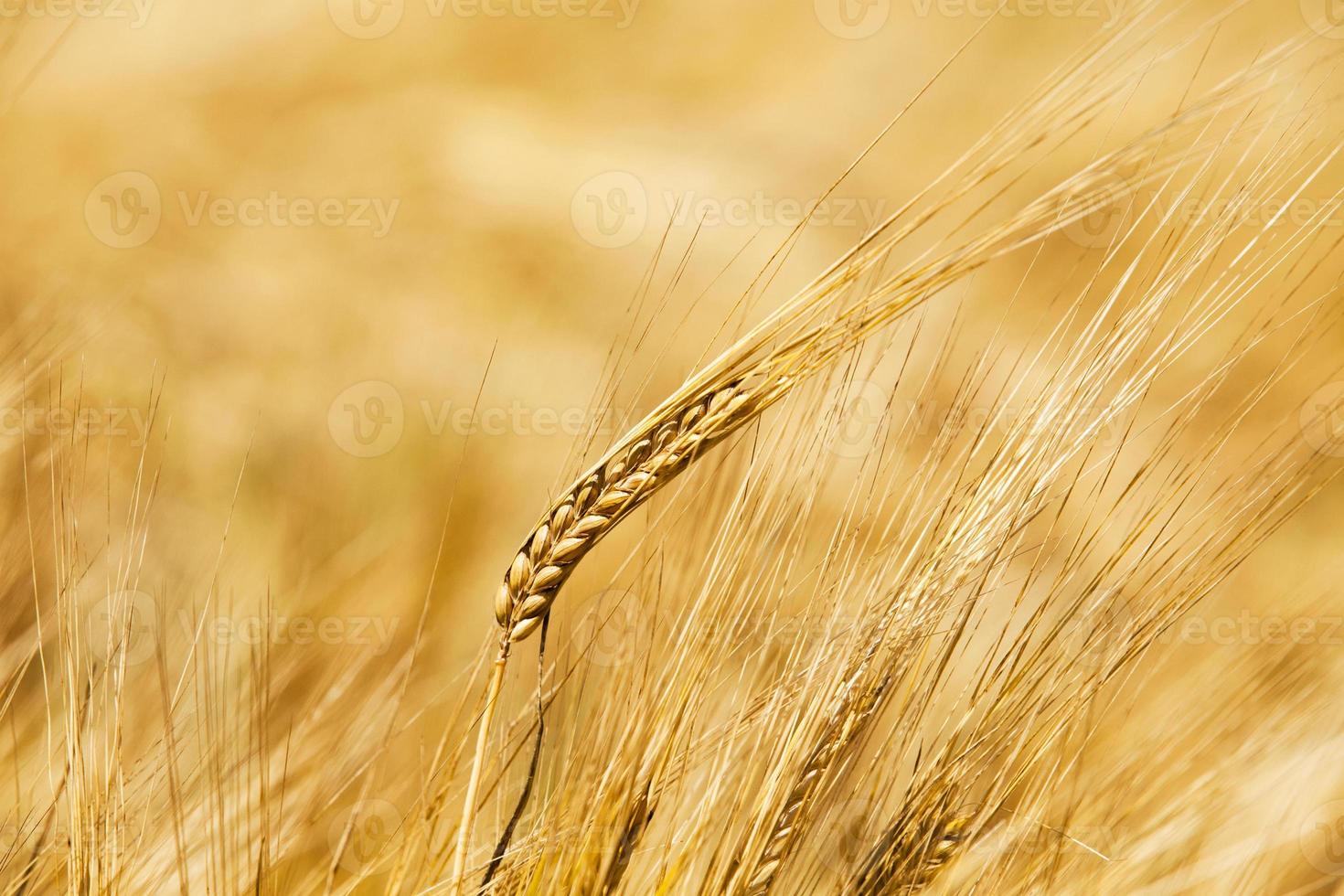 os cereais amadurecidos foto