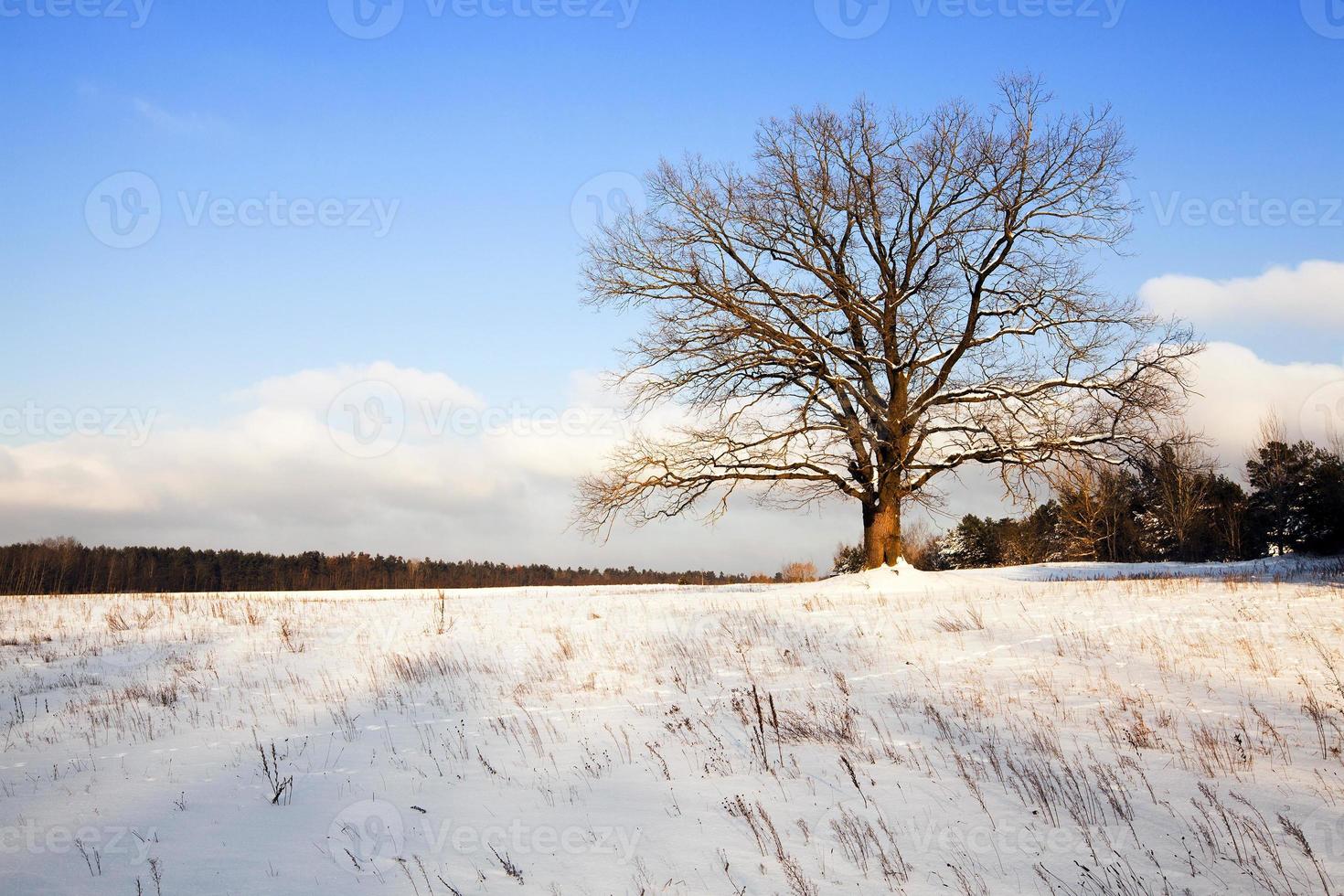 árvore no campo foto