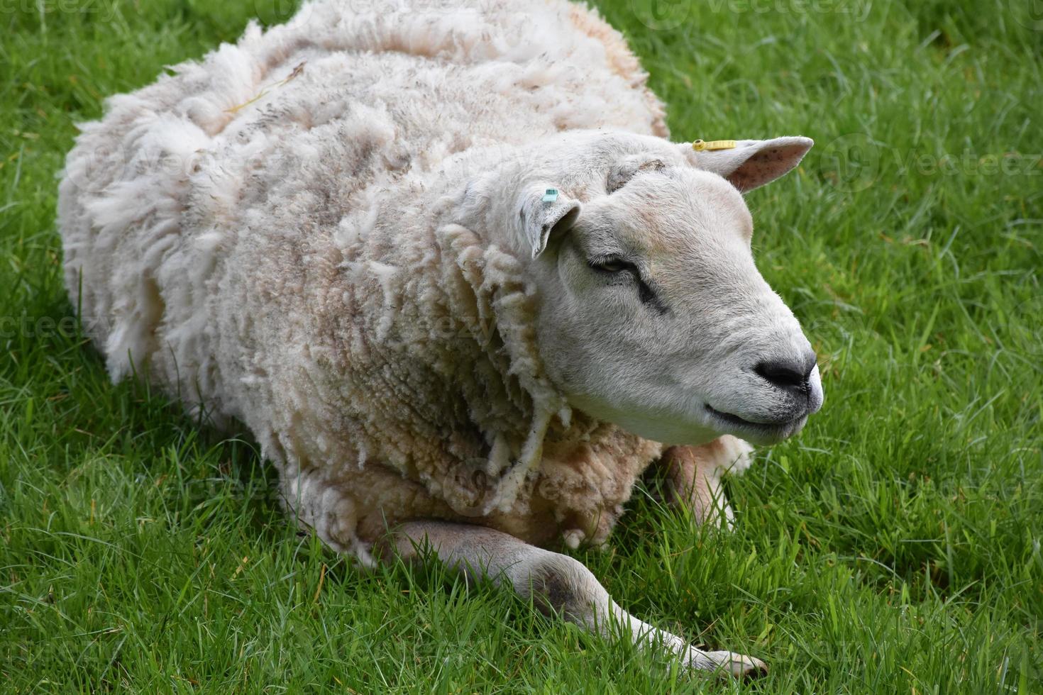 ovelhas brancas com excesso de peso descansando em um campo de grama foto