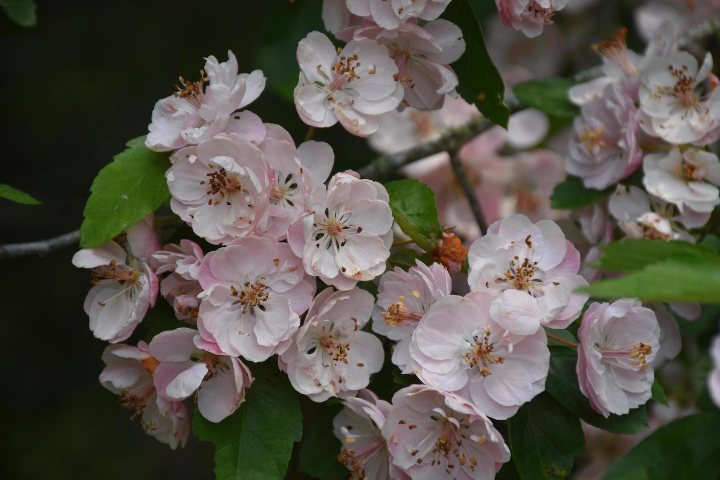 lindas flores rosa pálidas em um arbusto foto