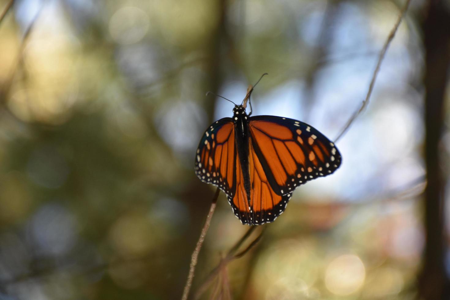 linda borboleta laranja com as asas abertas foto