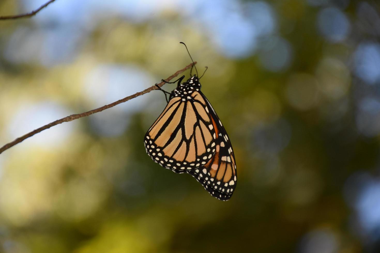 asas padrão em uma borboleta agarrada a um galho foto