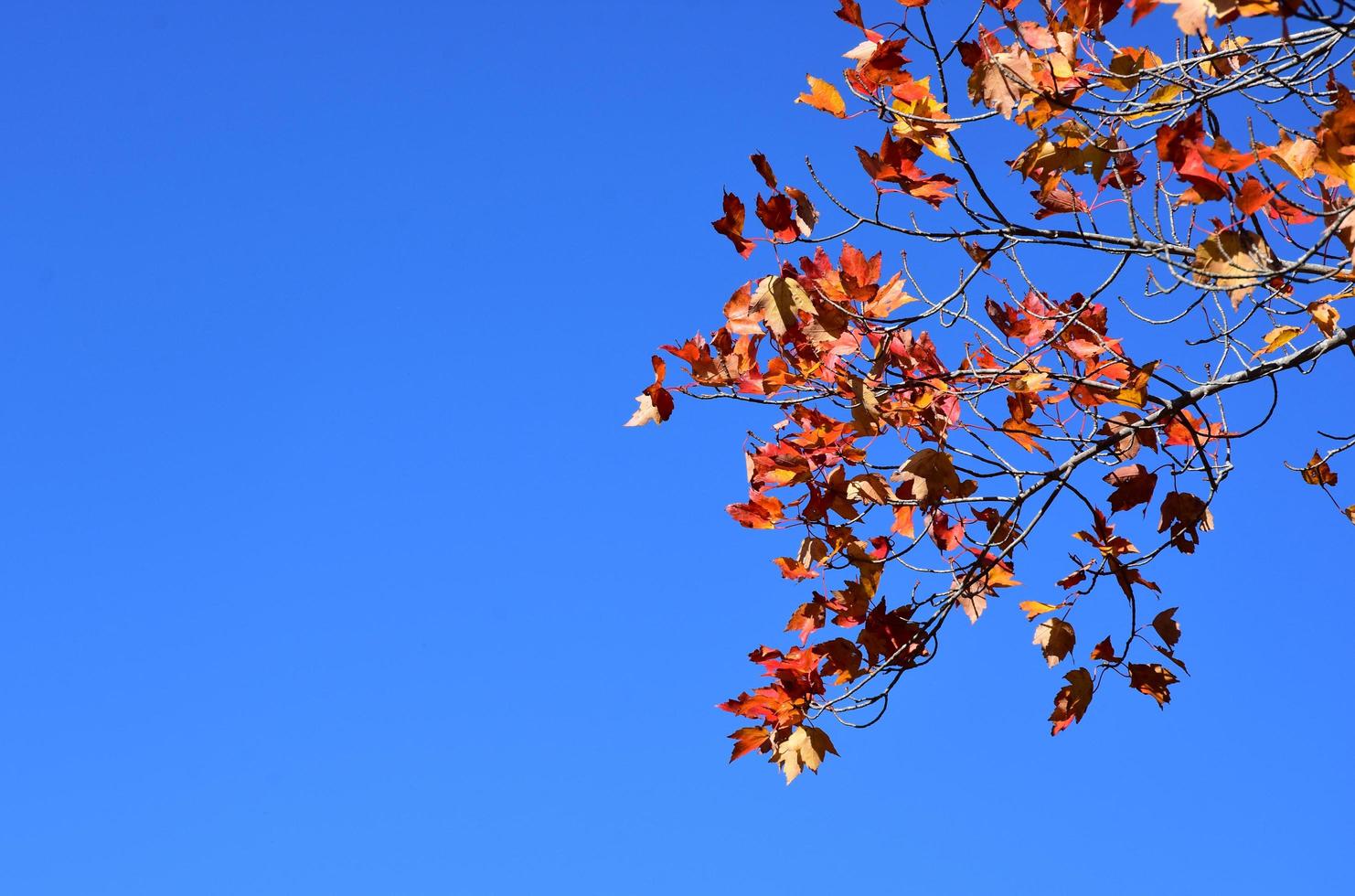 céu azul cercado por folhas de carvalho mudando de cor foto