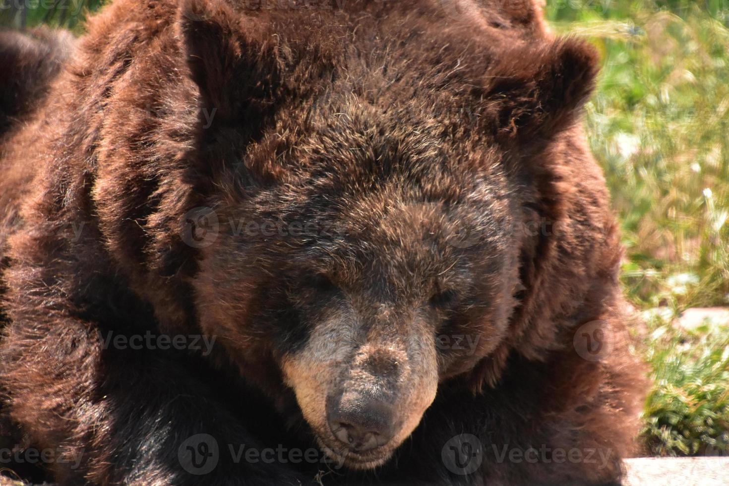 olhando para o rosto de um grande urso preto foto