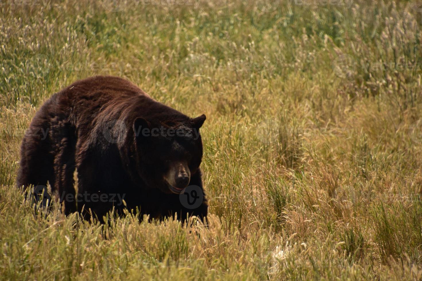 urso preto em um campo de feno foto