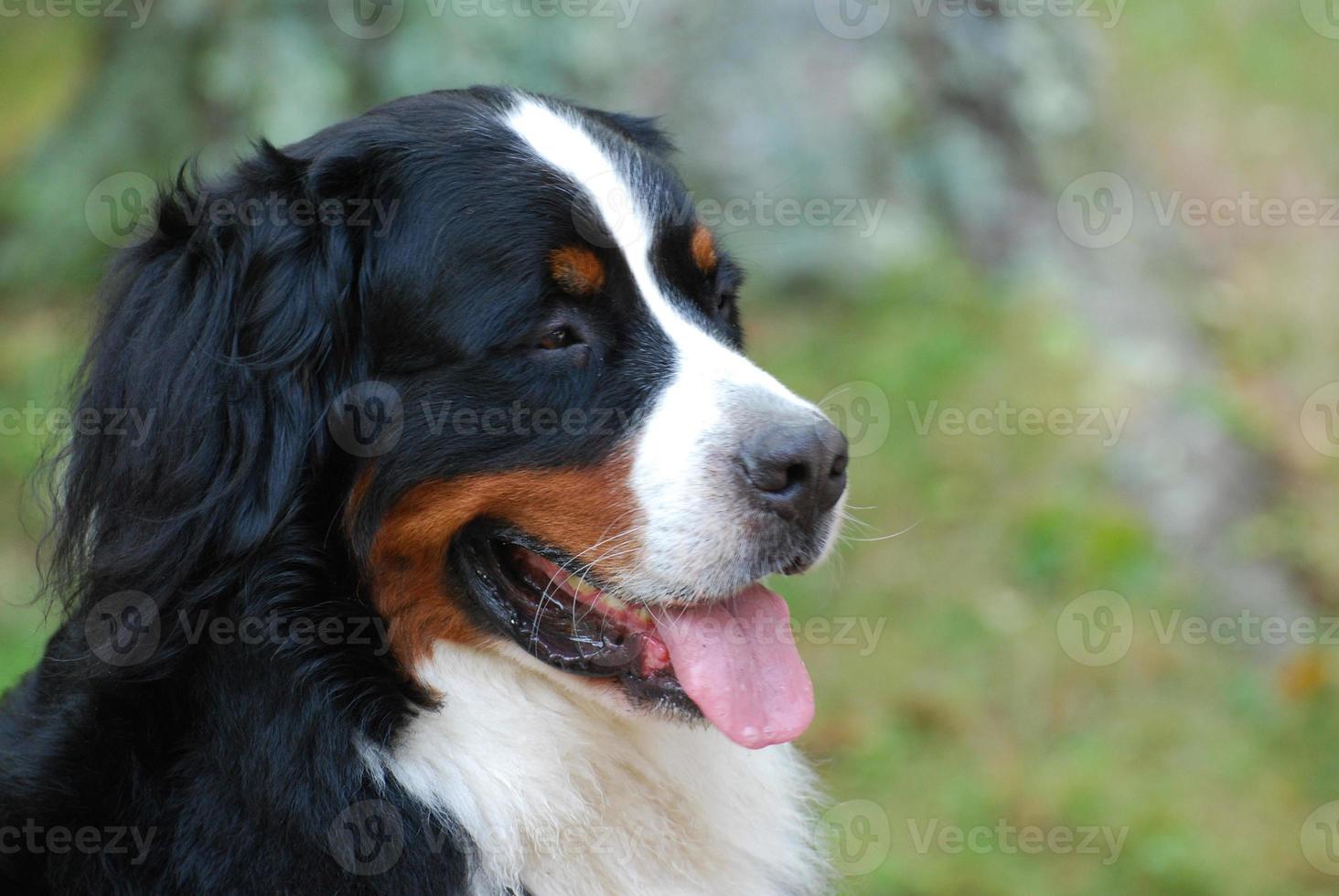 cão da montanha bernese fofo foto