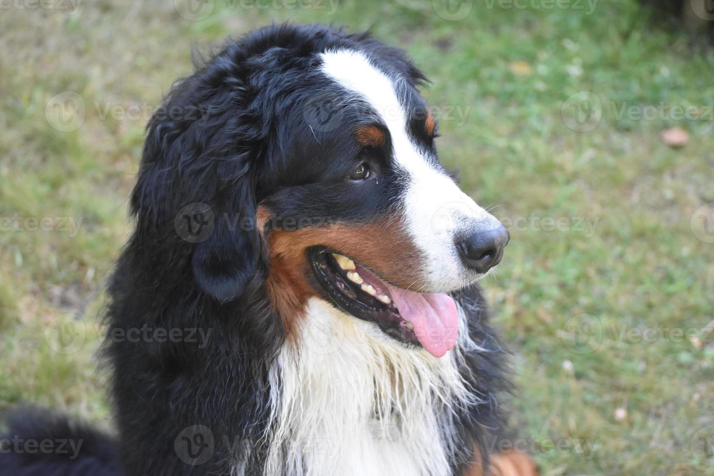 feliz vai sortudo cão de montanha bernês foto