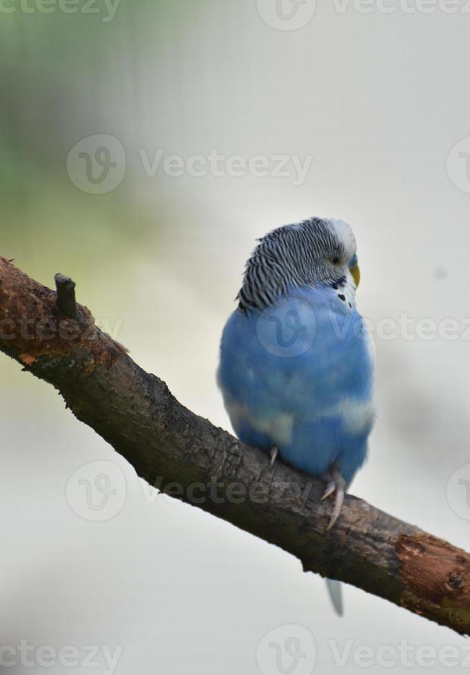 periquito comum azul claro muito bonito em um galho de árvore foto