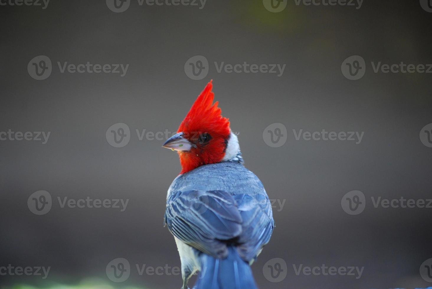 cardeal de crista vermelha com uma coroa vermelha alta foto