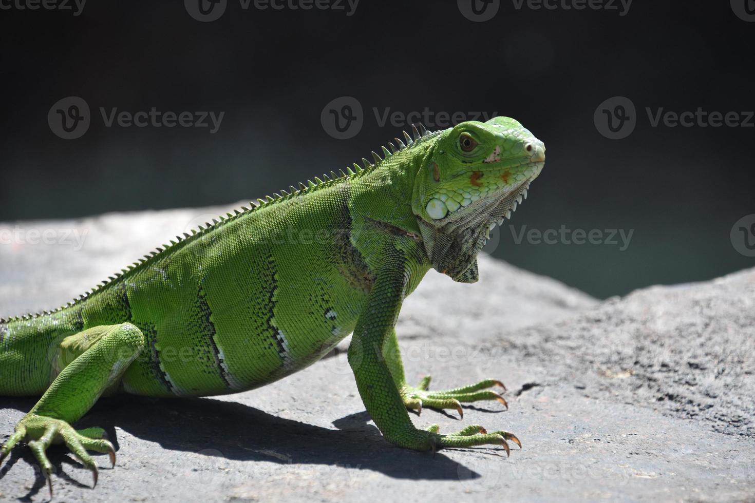 lagarto de iguana verde direto em uma rocha foto
