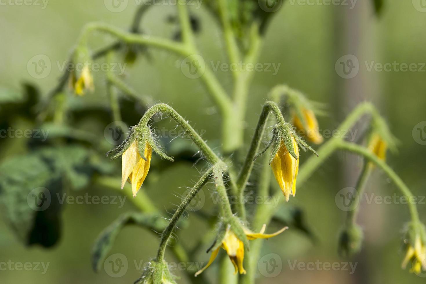 flores de tomate, close-up foto