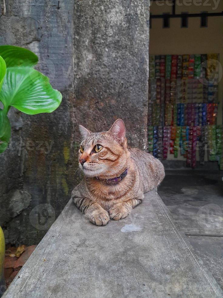 gato pixiebob bonito com olhos amarelos, deitado na frente da casa. esta raça de gato é uma mistura entre um gato comum e um lince vermelho e parece uma versão menor de um lince. foto