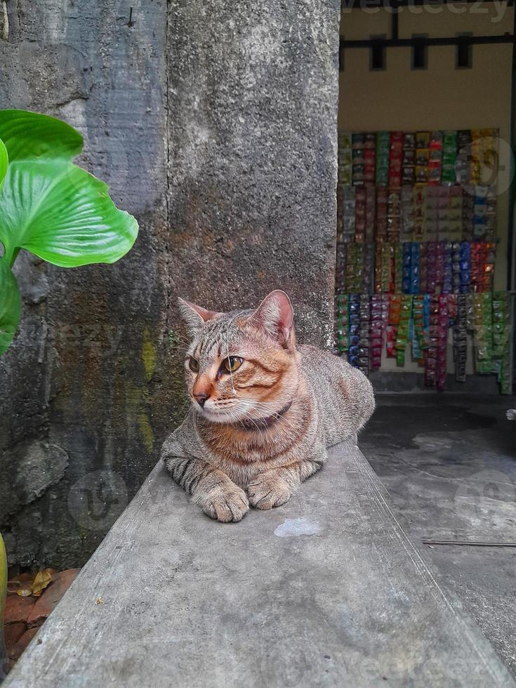 gato pixiebob bonito com olhos amarelos, deitado na frente da casa. esta raça de gato é uma mistura entre um gato comum e um lince vermelho e parece uma versão menor de um lince. foto