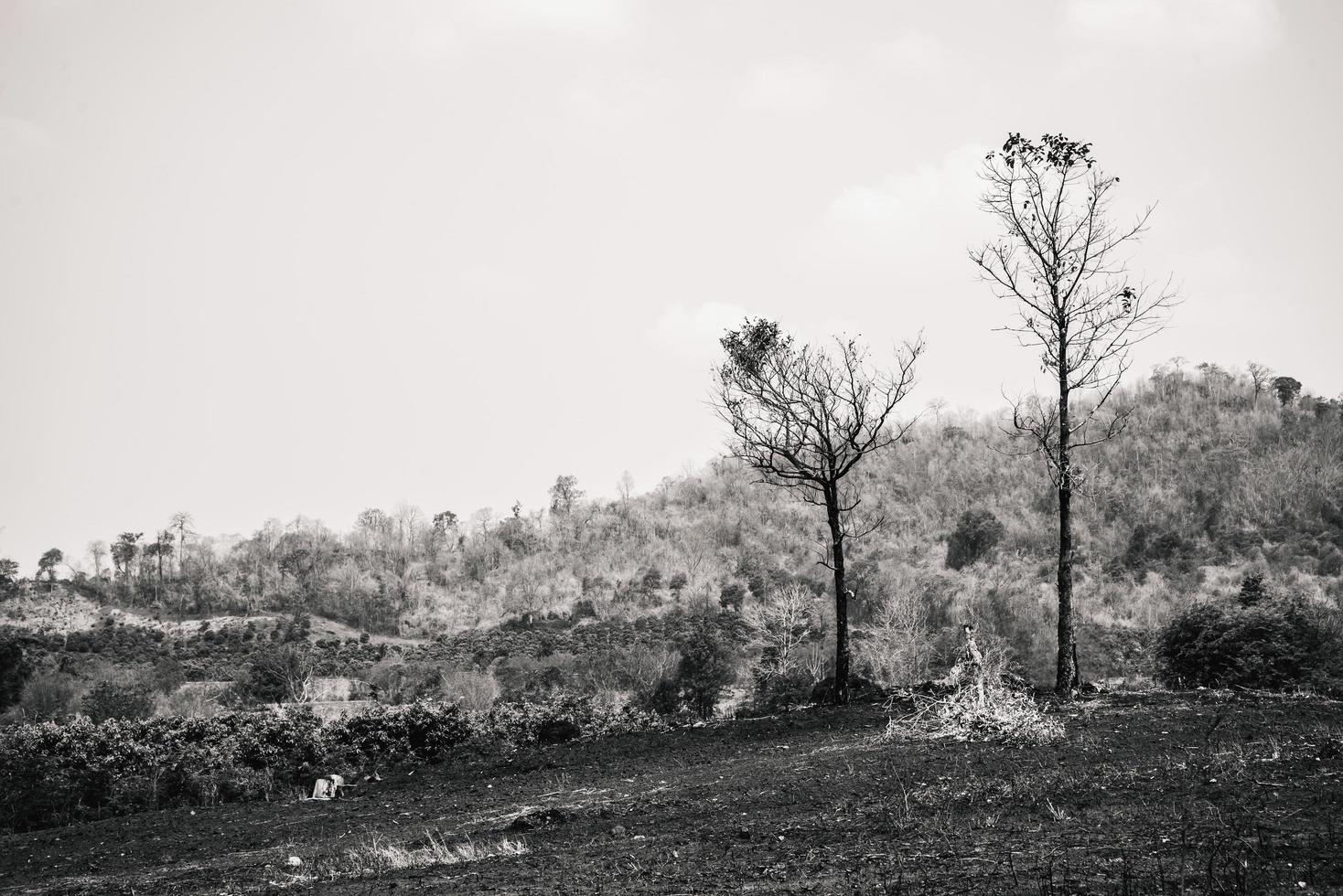 paisagem rural. floresta preta e branca nos trópicos galhos de árvores morrem áridos. Ásia tropical Tailândia foto