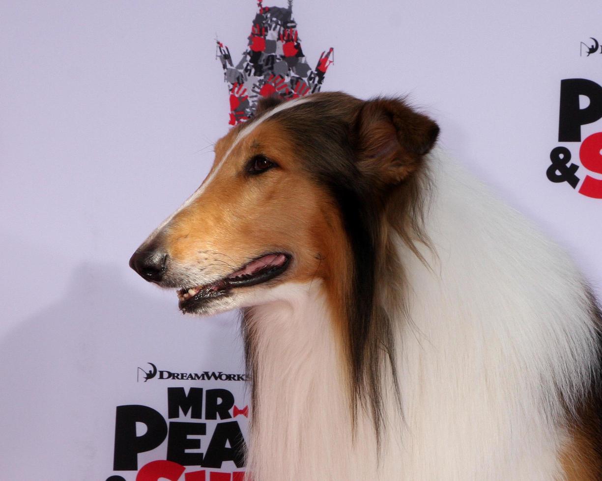 los angeles, 14 de fevereiro - lassie no mr peabody homenageada com pegadas no cimento no tcl chinese theatre em 14 de fevereiro de 2014 em los angeles, ca foto