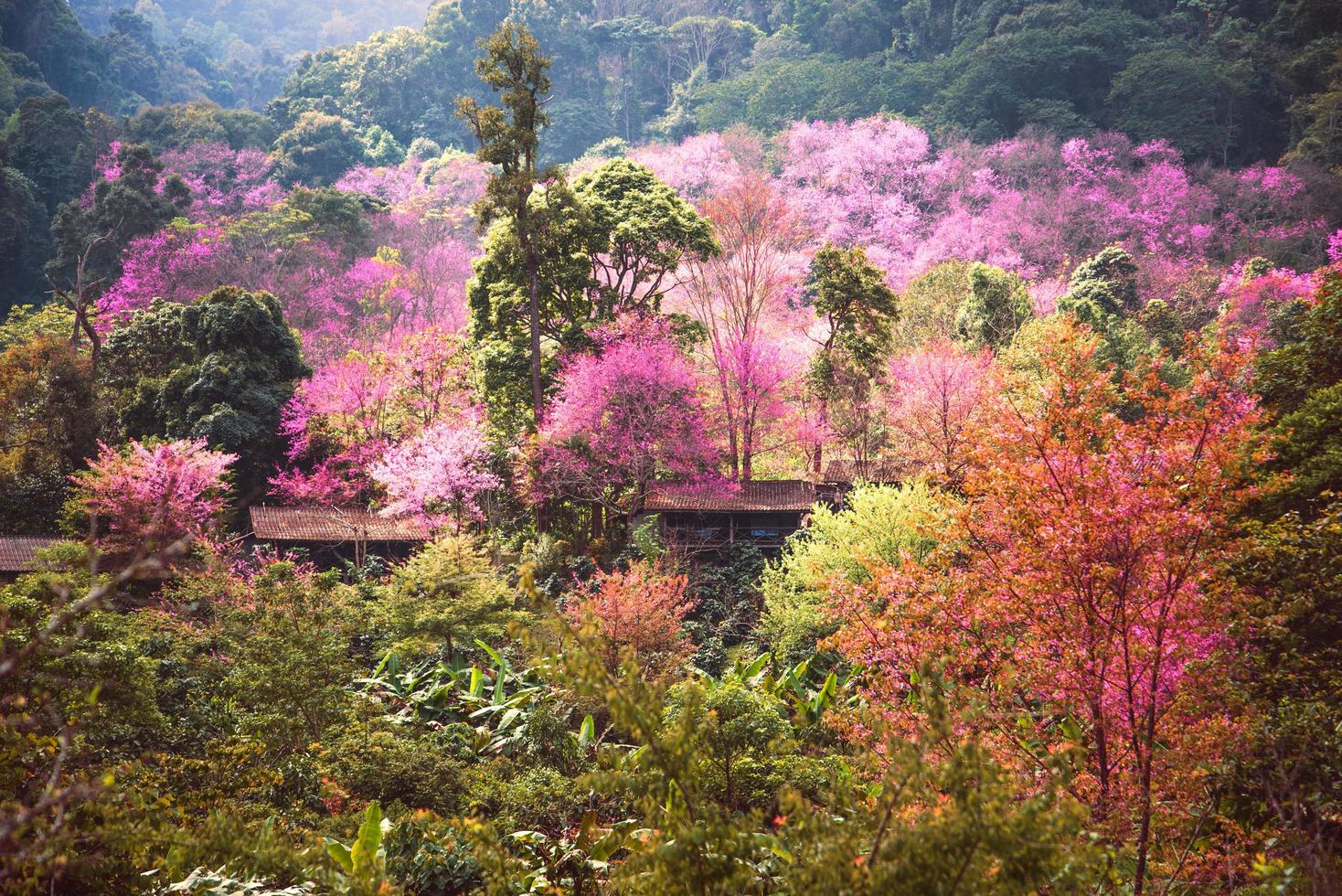 fundo natureza vista para a montanha natural. as flores cerasoides. foto