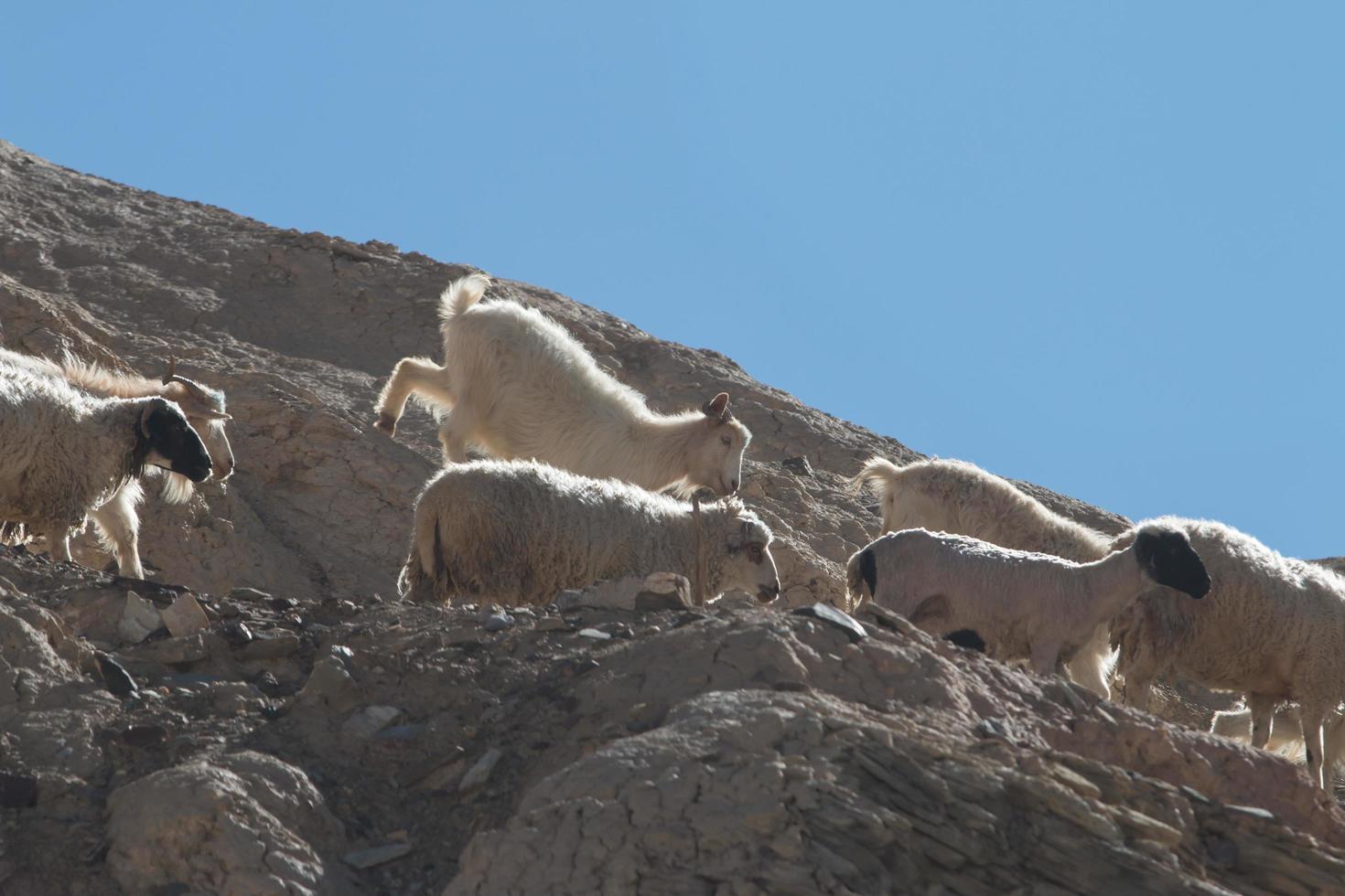 cabras na rocha na terra da lua lamayuru ladakh, índia foto