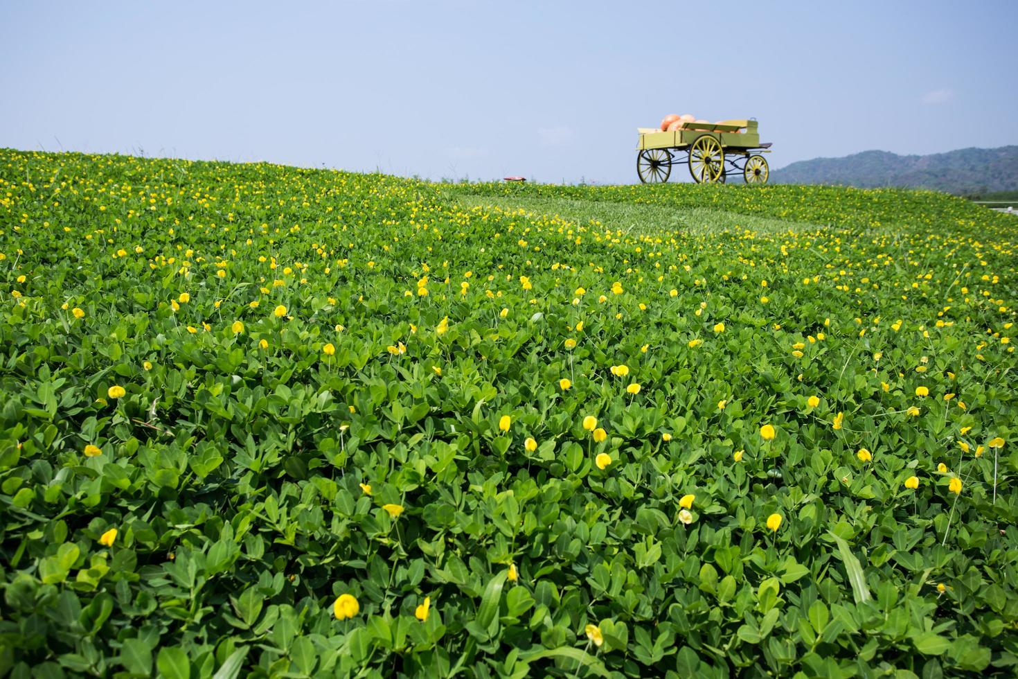 vagão cheio de abóboras na fazenda foto