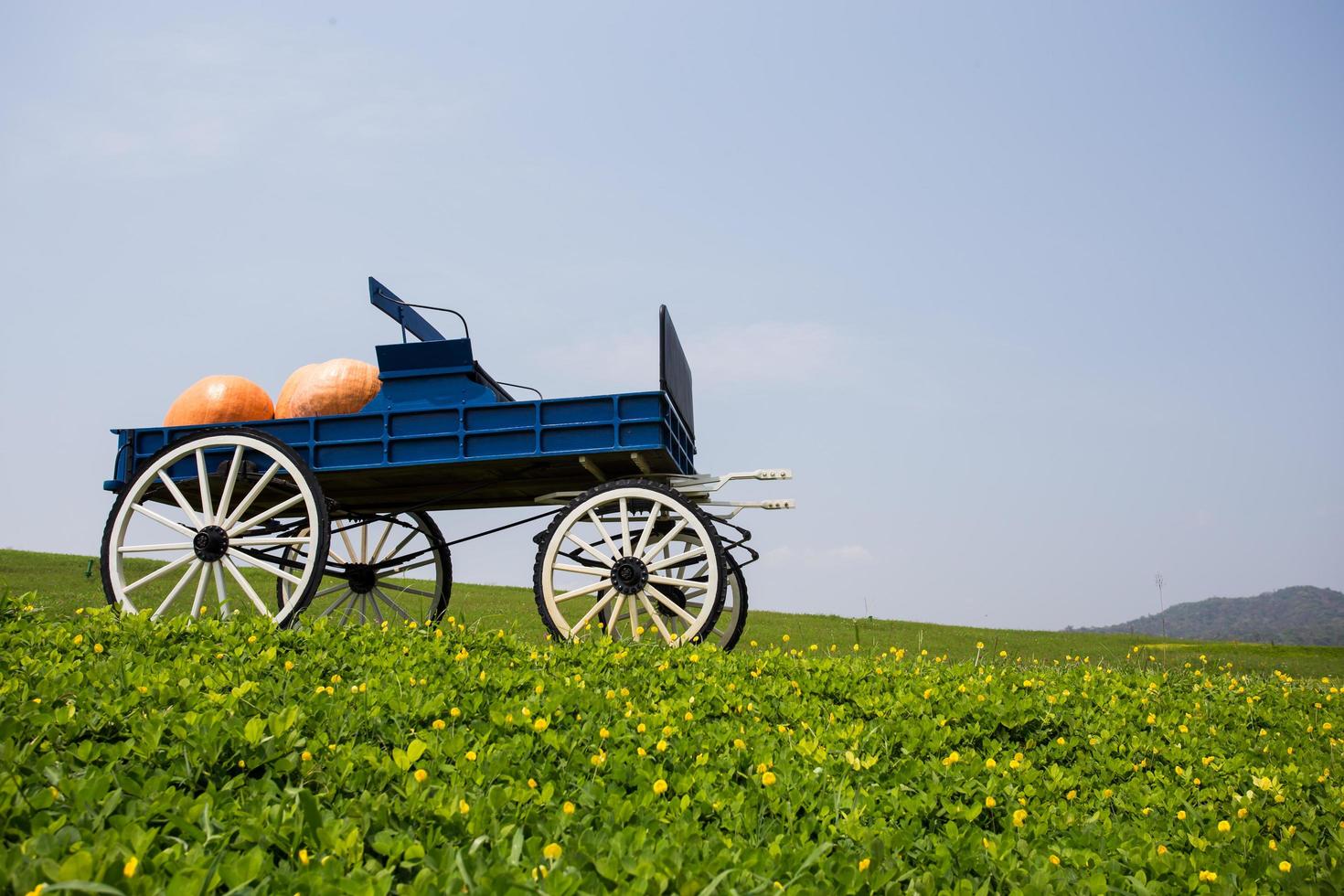 vagão cheio de abóboras na fazenda foto