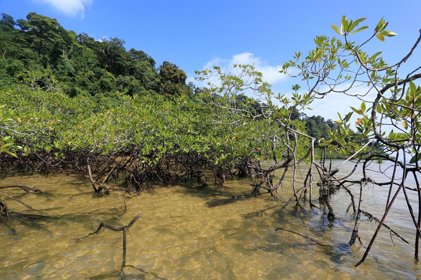 floresta de mangue no lugar tropical foto