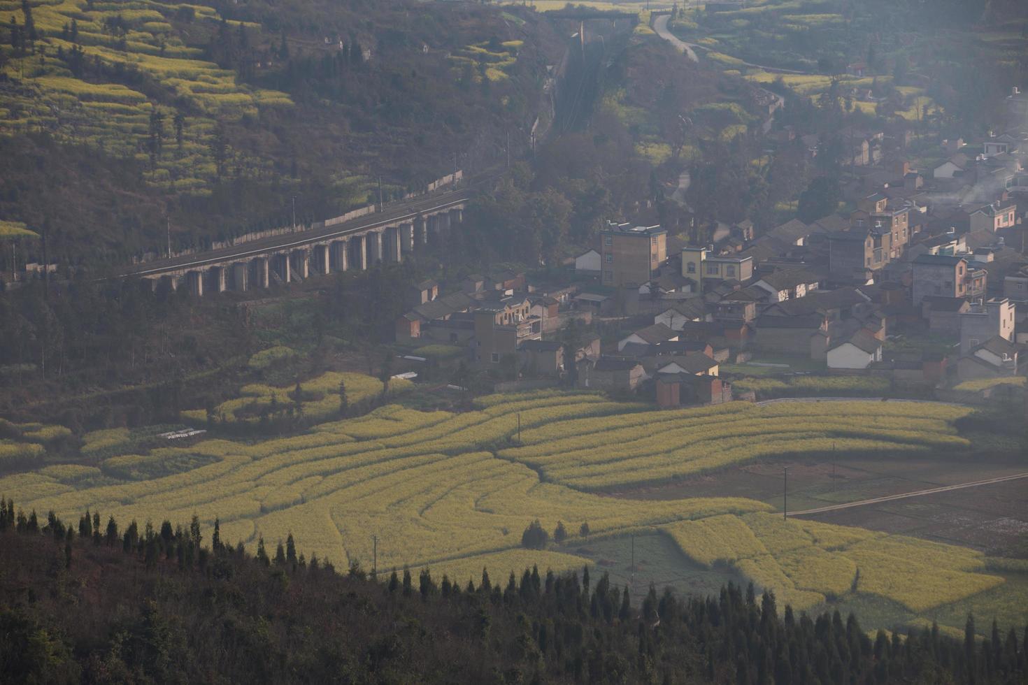 campo de flores de colza amarela em luoping, china foto