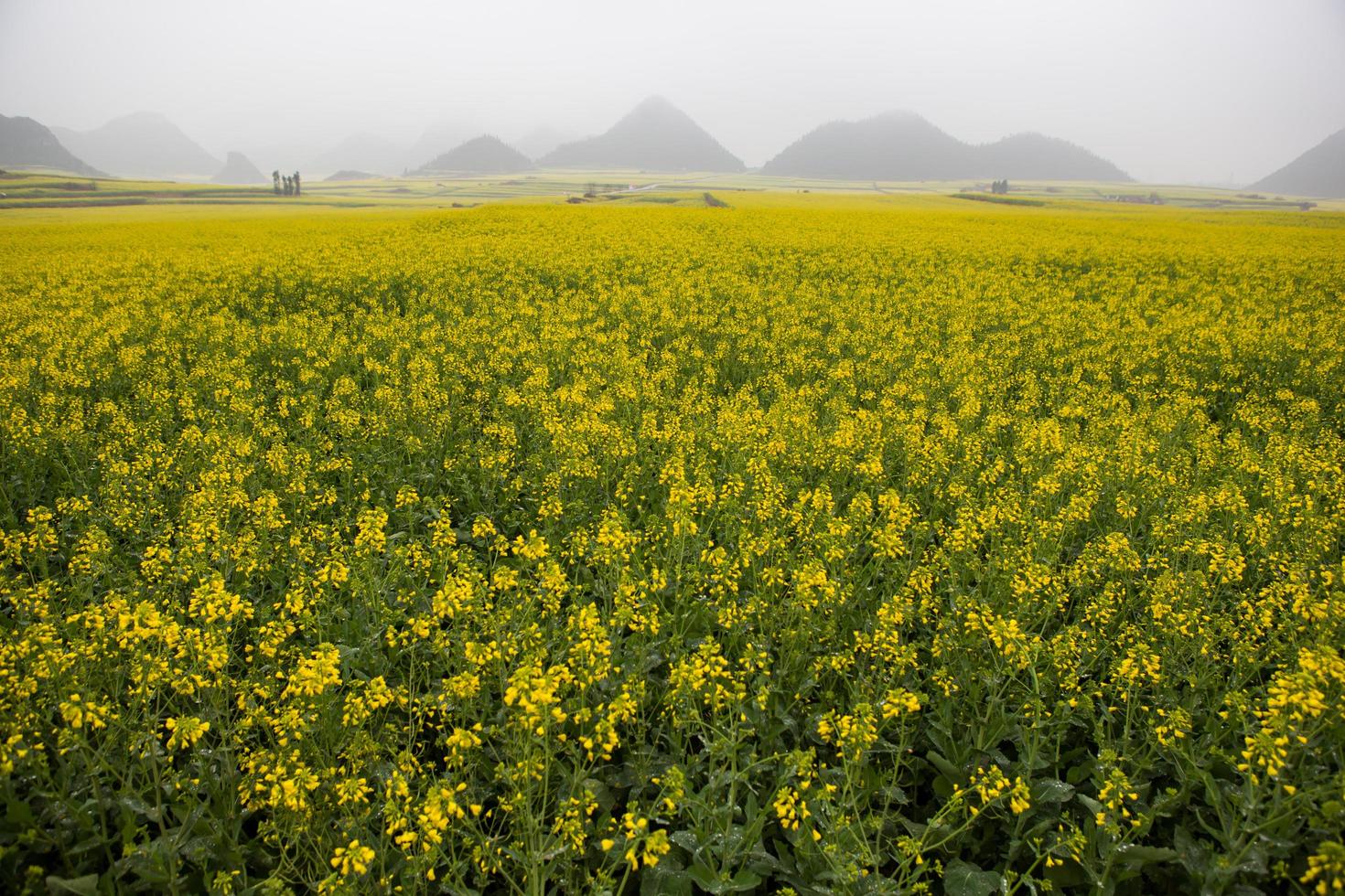 campo de flores de colza amarela com a névoa em luoping, china foto