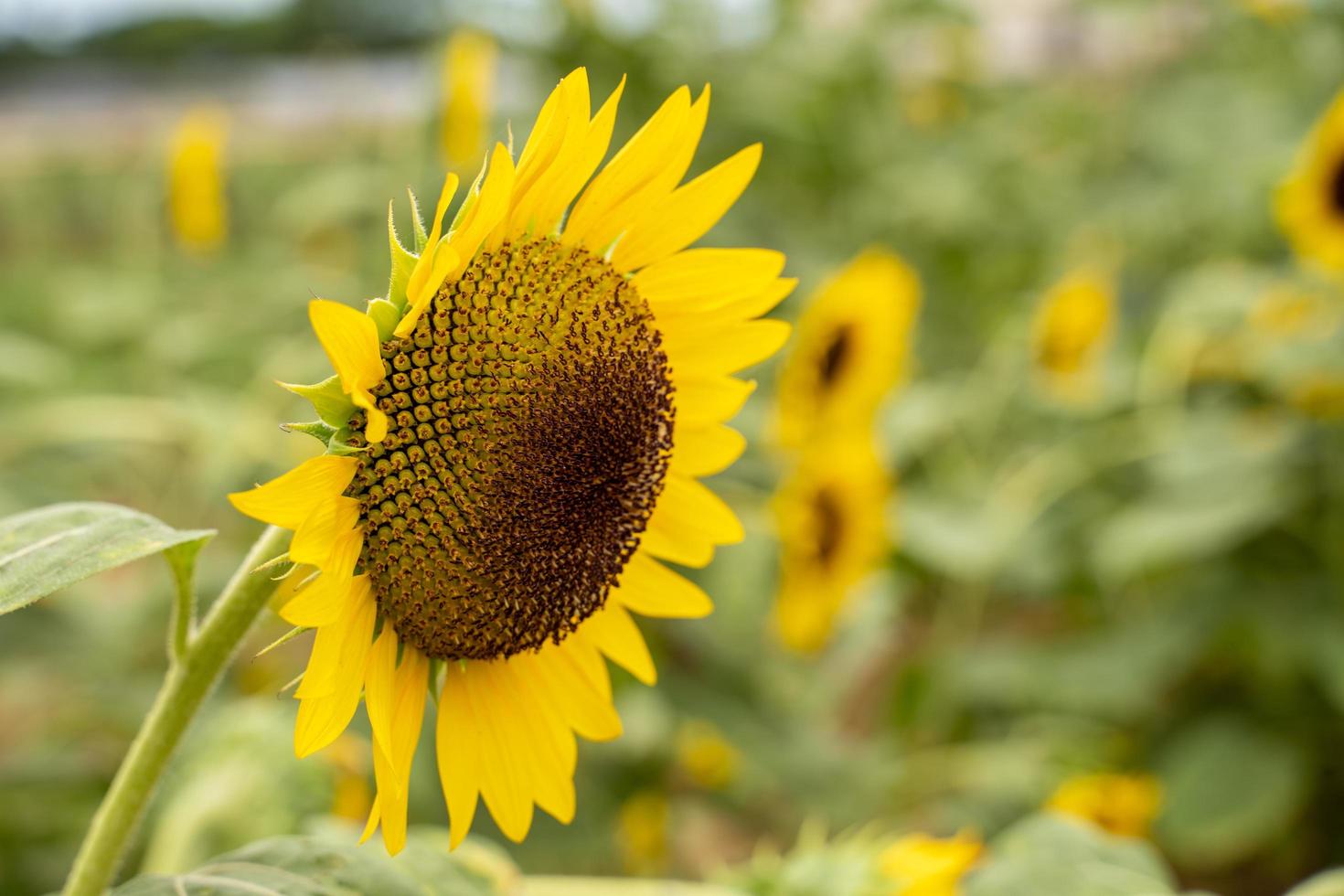 realista bela paisagem de planta de girassol amarelo no campo do jardim da fazenda com céu azul com dia nublado, close-up tiro, estilos de vida ao ar livre. foto