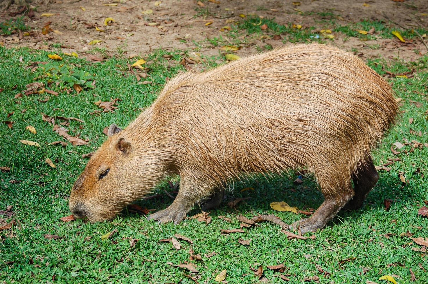 capivara andando e comendo grama foto