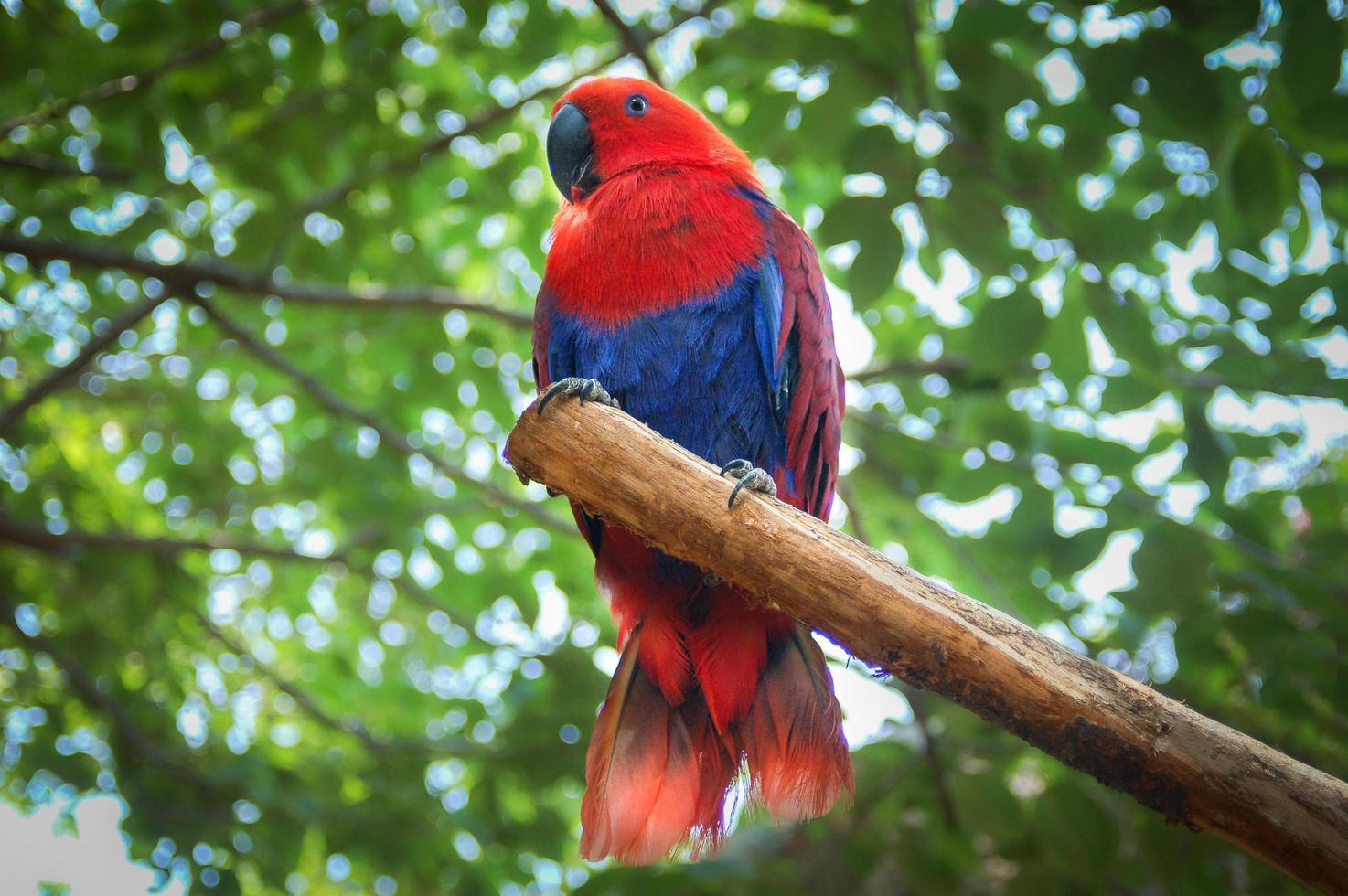 papagaio eclectus vermelho e azul foto