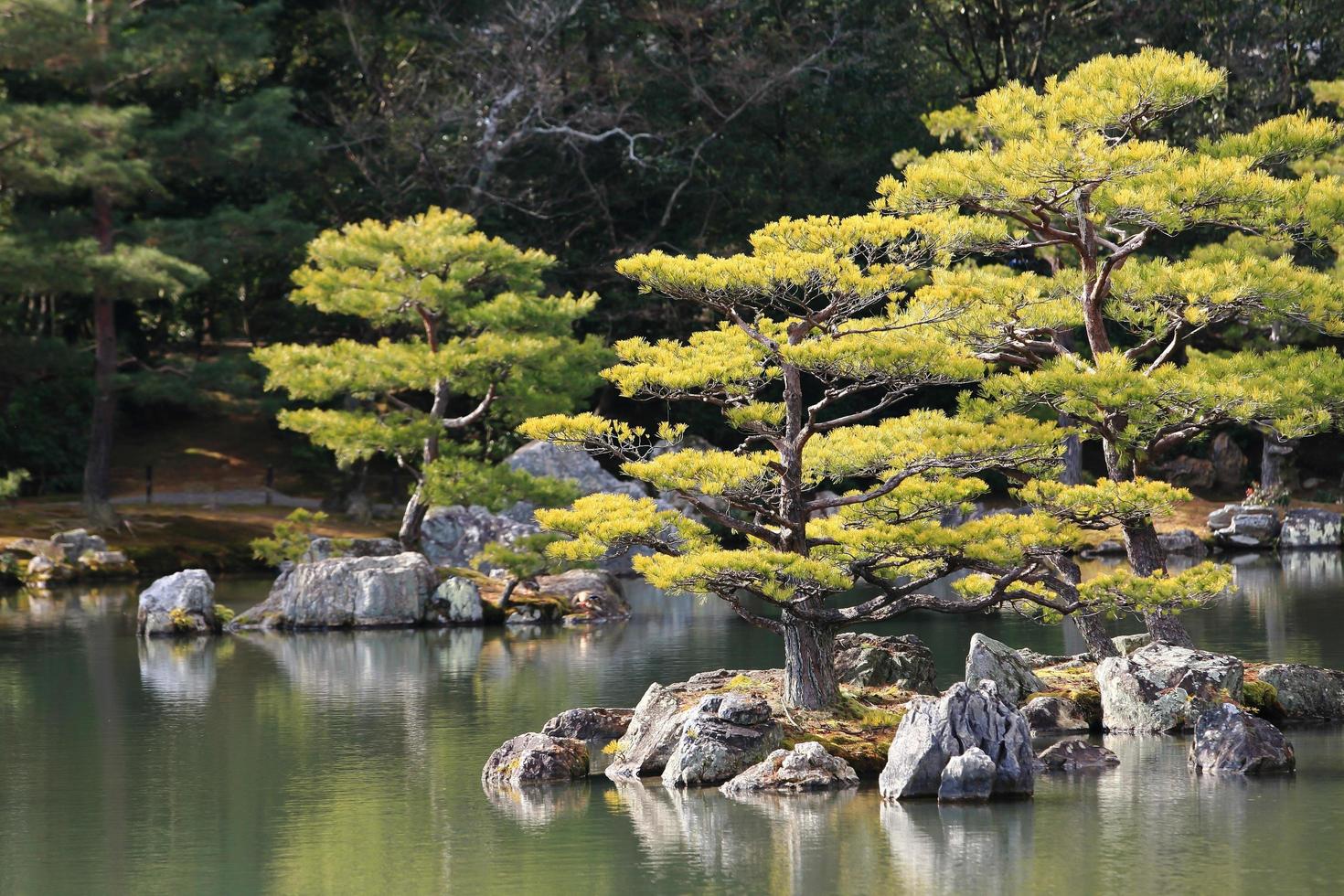 jardim japonês no famoso kinkakuji foto