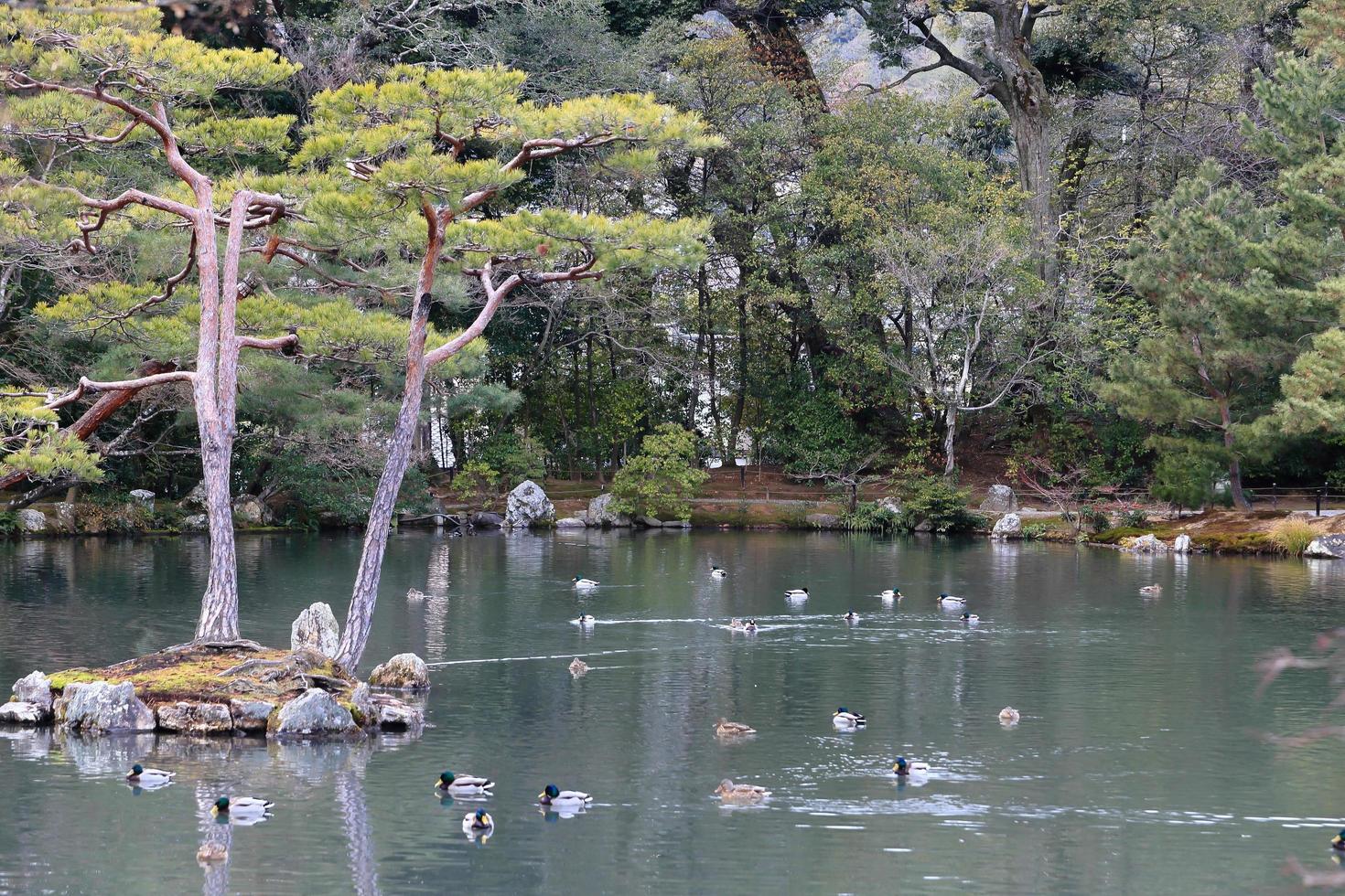 jardim japonês no famoso kinkakuji foto