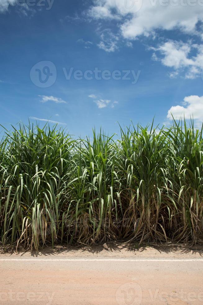 estrada para o campo de cana-de-açúcar, tailândia foto