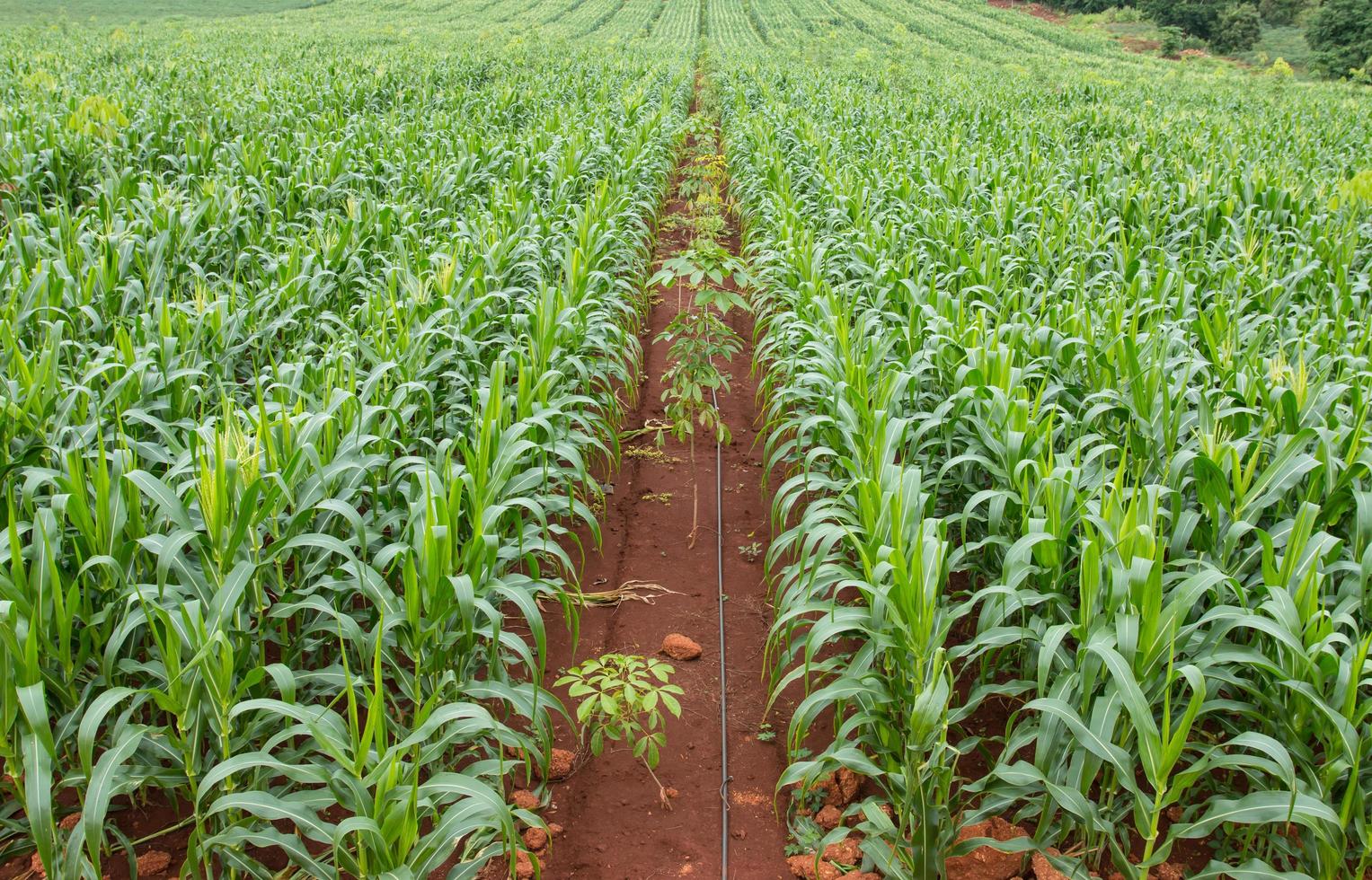 campo verde de milho crescendo foto