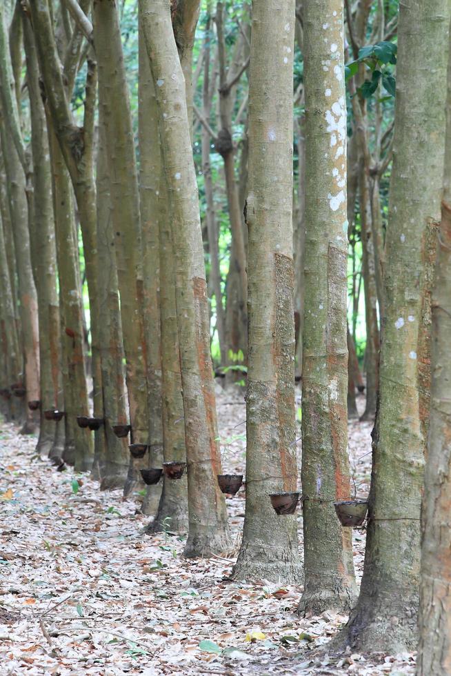 jardim de árvores de borracha no sul da tailândia foto