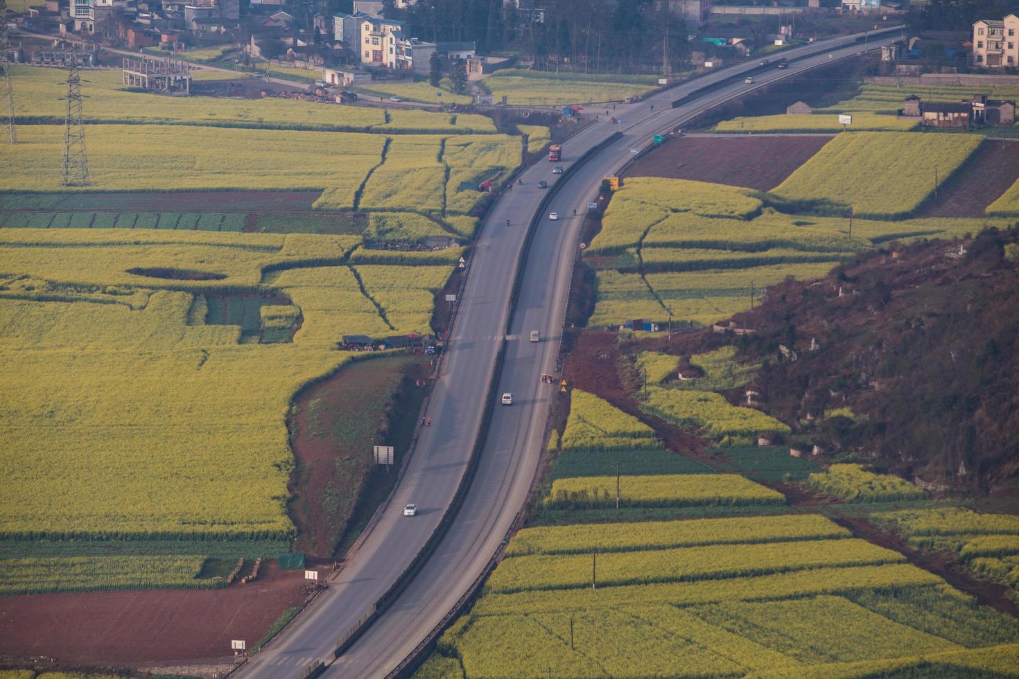 campo de flores de colza amarela em luoping, china foto