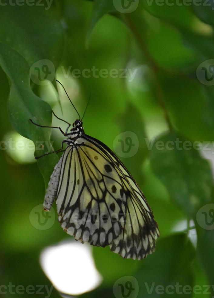 borboleta de ninfa de árvore branca e preta deslumbrante foto