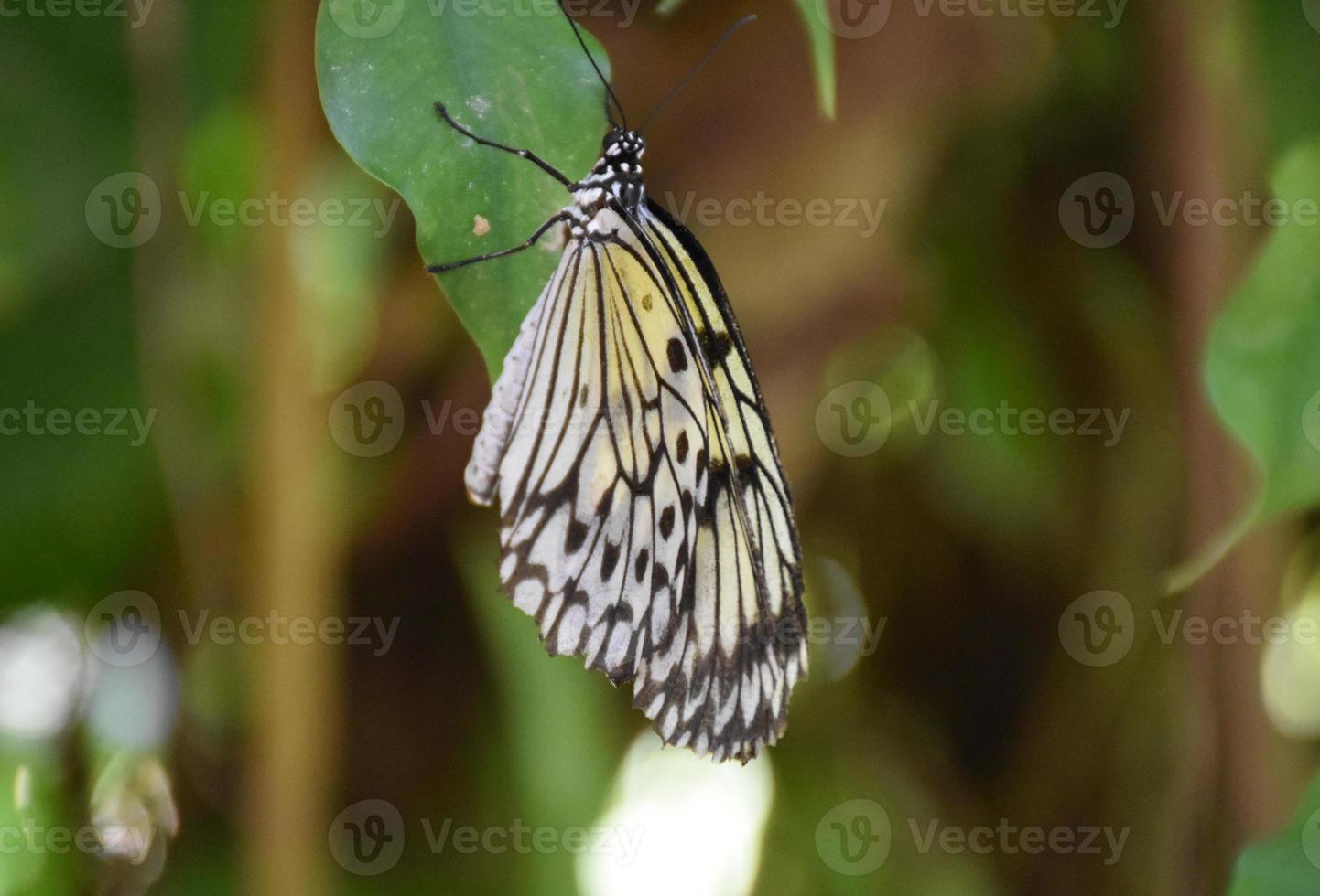 borboleta de papel de arroz em um jardim verdejante foto