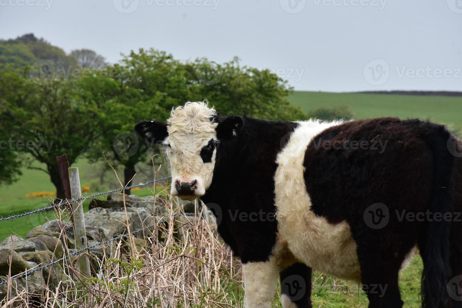 vaca preta e branca desgrenhada em pé em uma cerca foto