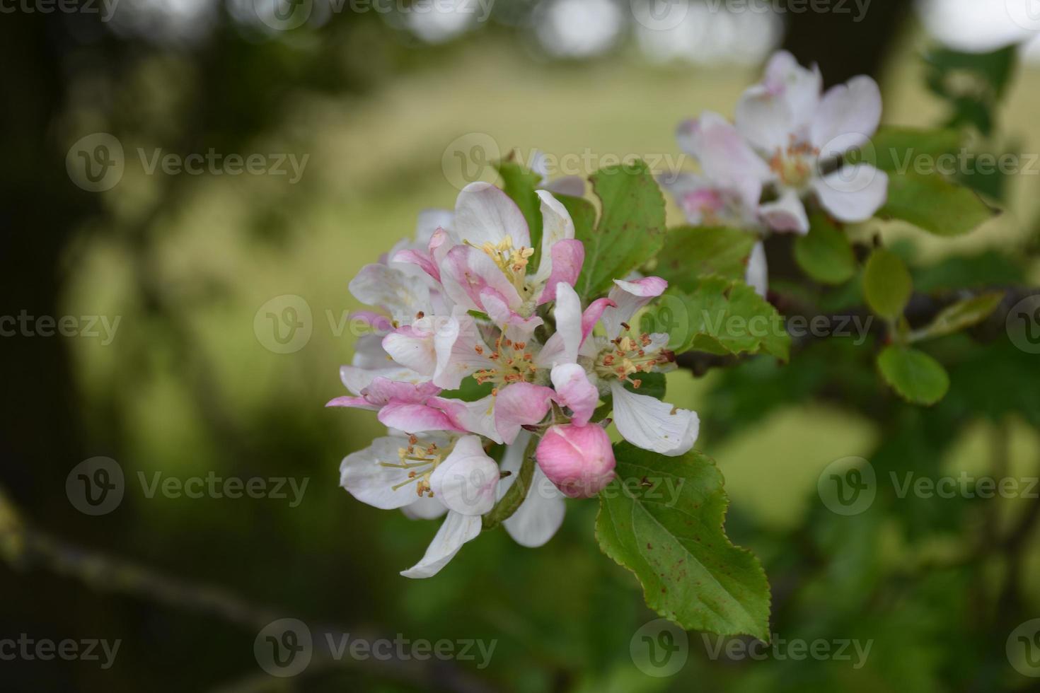 lindos botões e flores em uma macieira foto