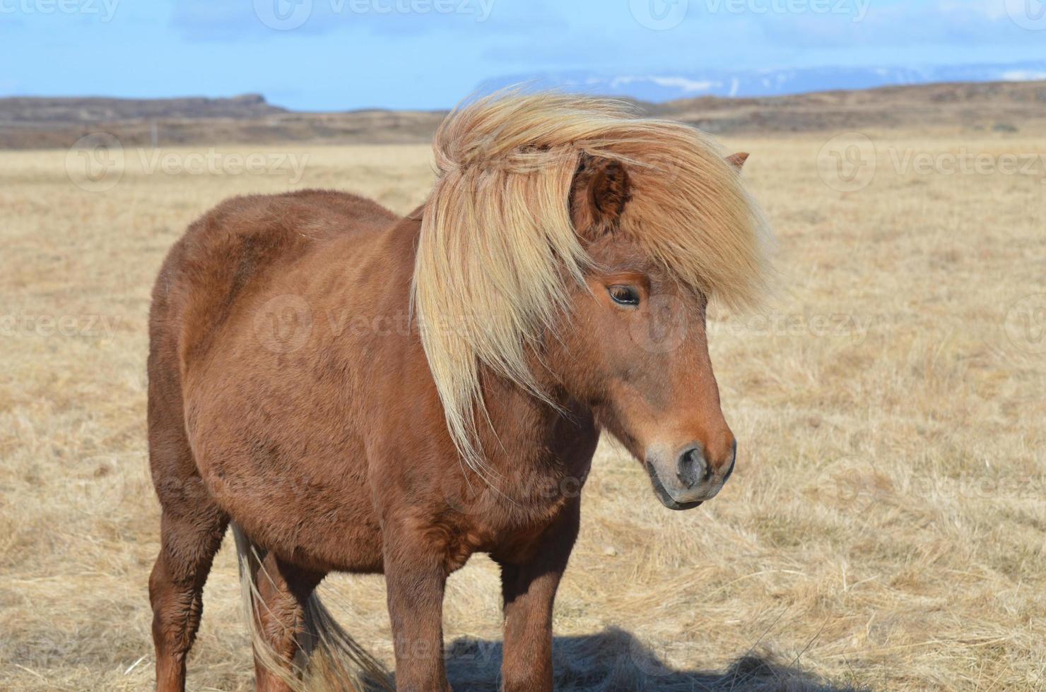 lindo cavalo castanho com uma juba loira foto