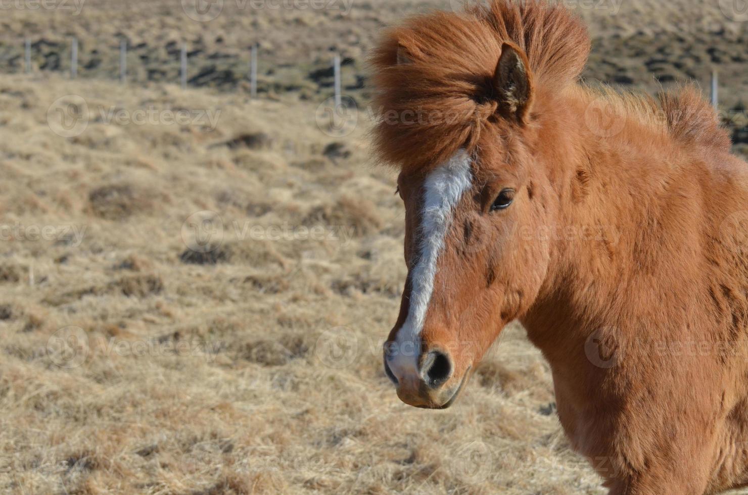 linda chama branca em um cavalo castanho foto