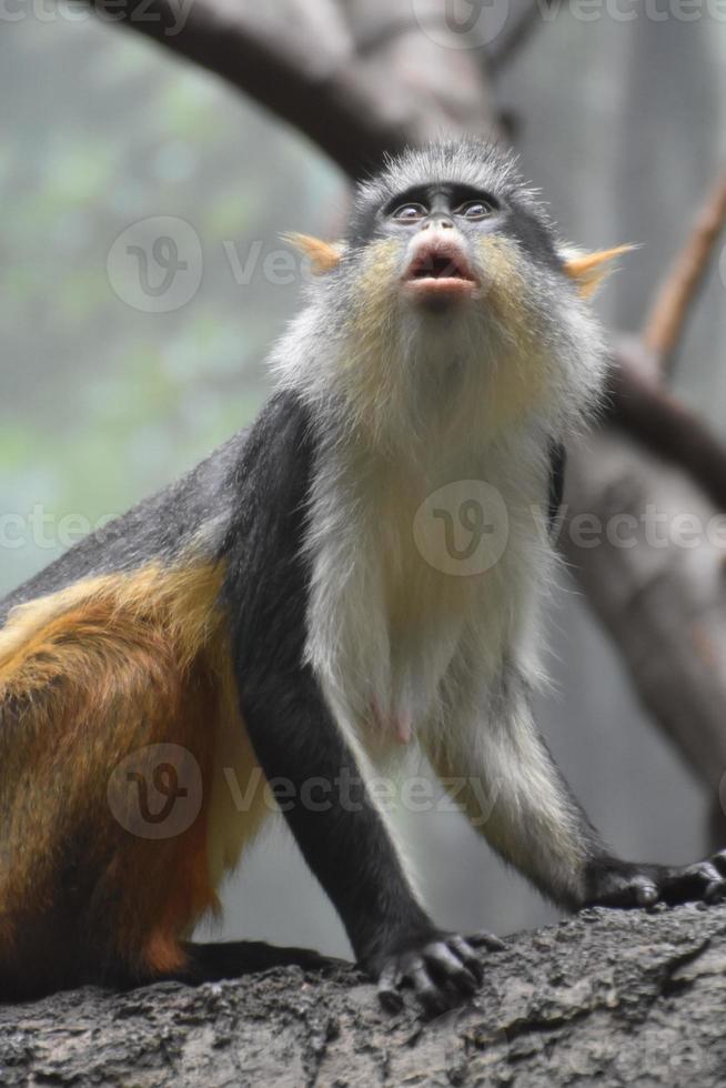 macaco guenon do lobo olhando para outro macaco foto