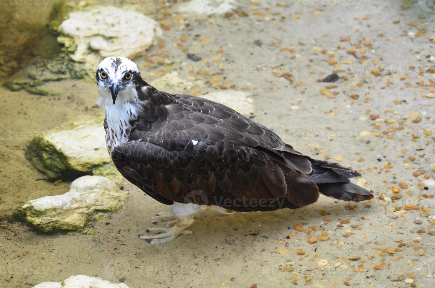 águia-pescadora com um olhar penetrante foto