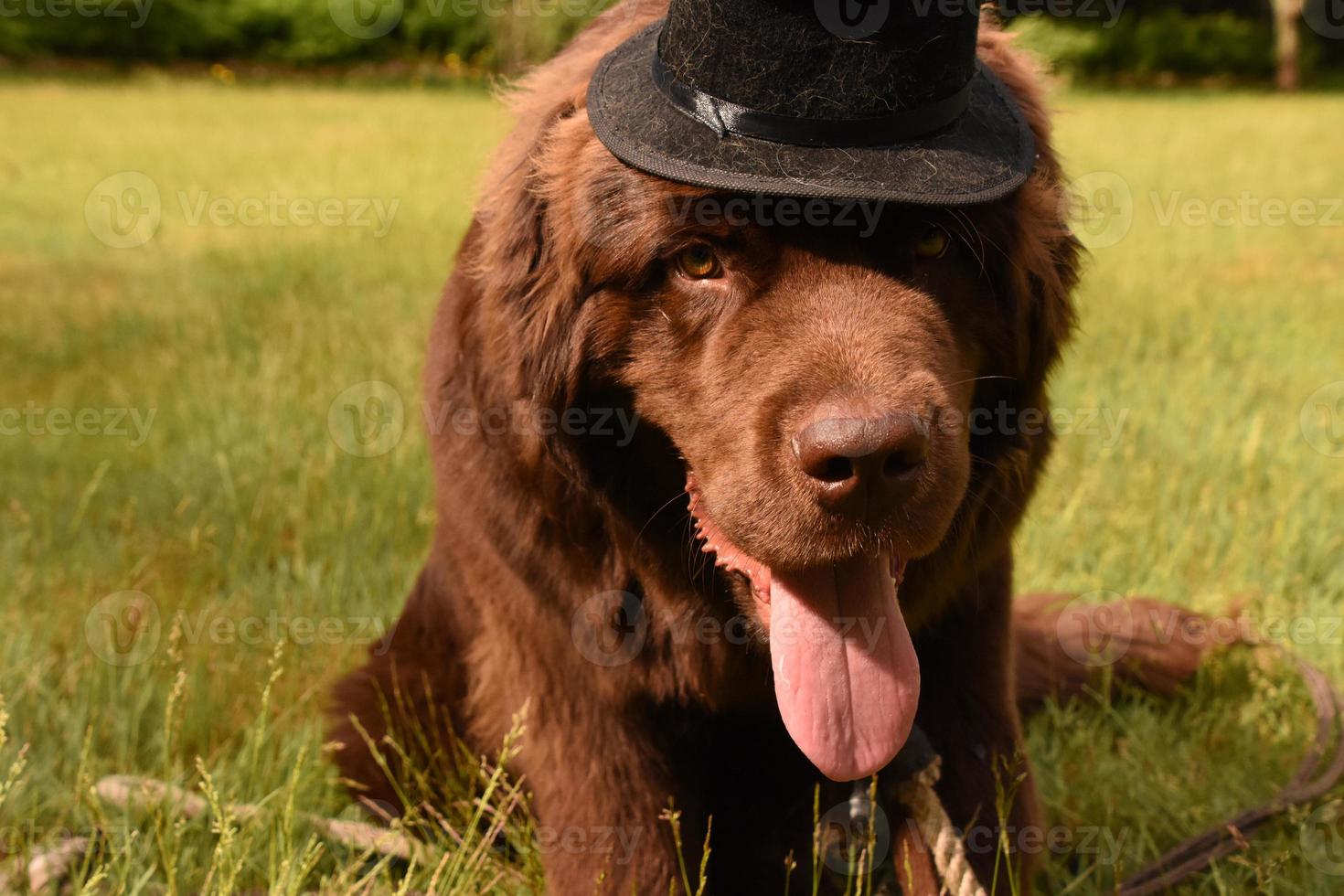 cão de terra nova com uma cartola olhando para cima foto