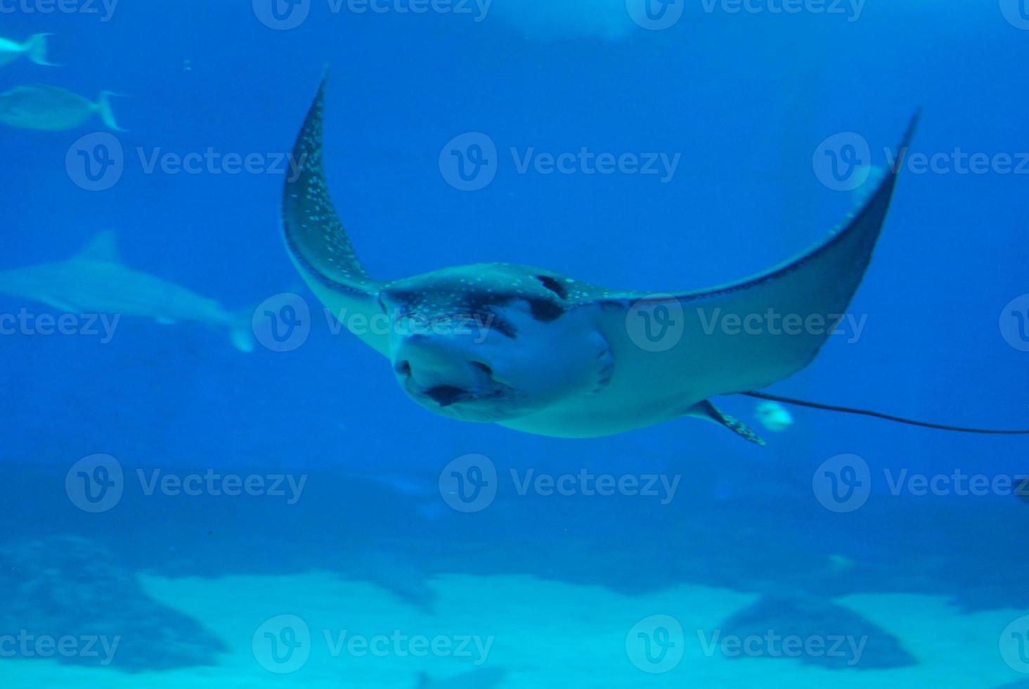 cara incrível de uma arraia debaixo d'água no oceano foto