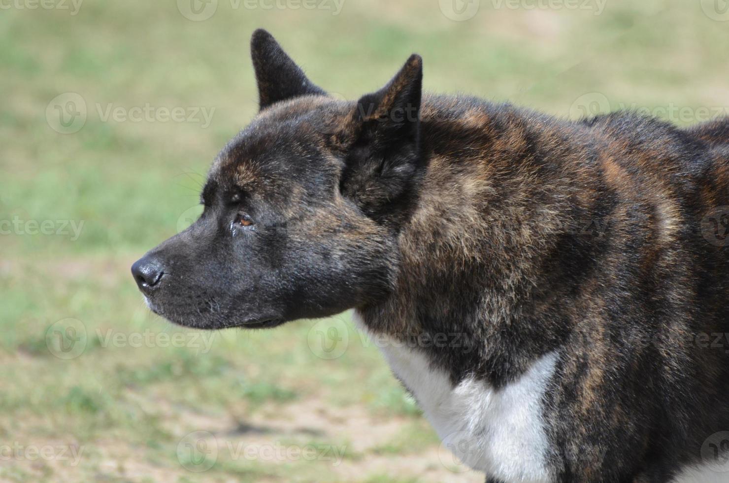 cachorro akita doce foto