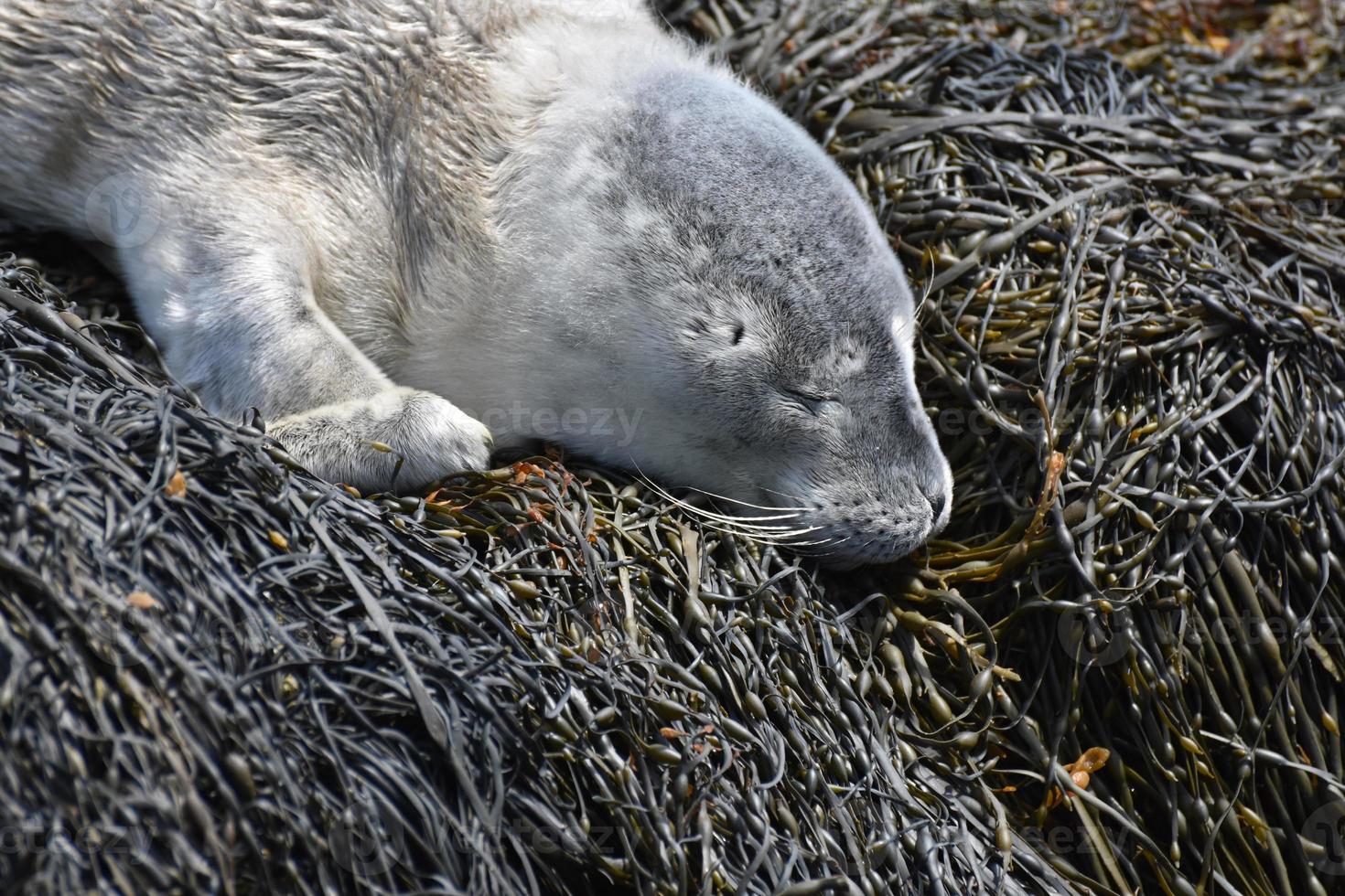 Foca de porto de bebê cinza fofo desalinhado em algas marinhas foto