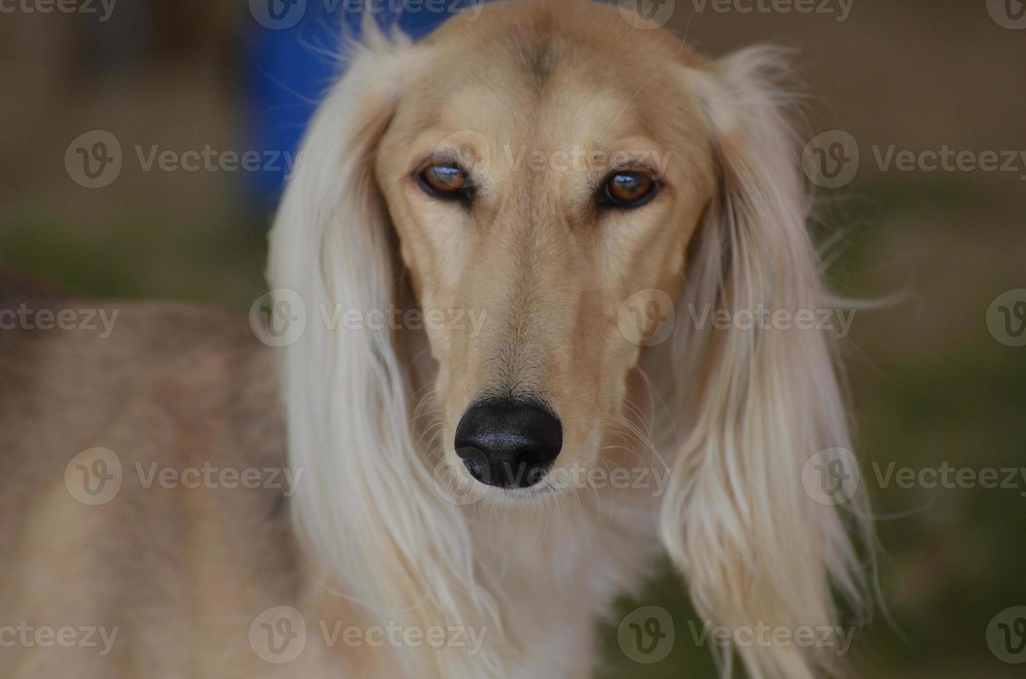 cara de cachorro loiro saluki foto